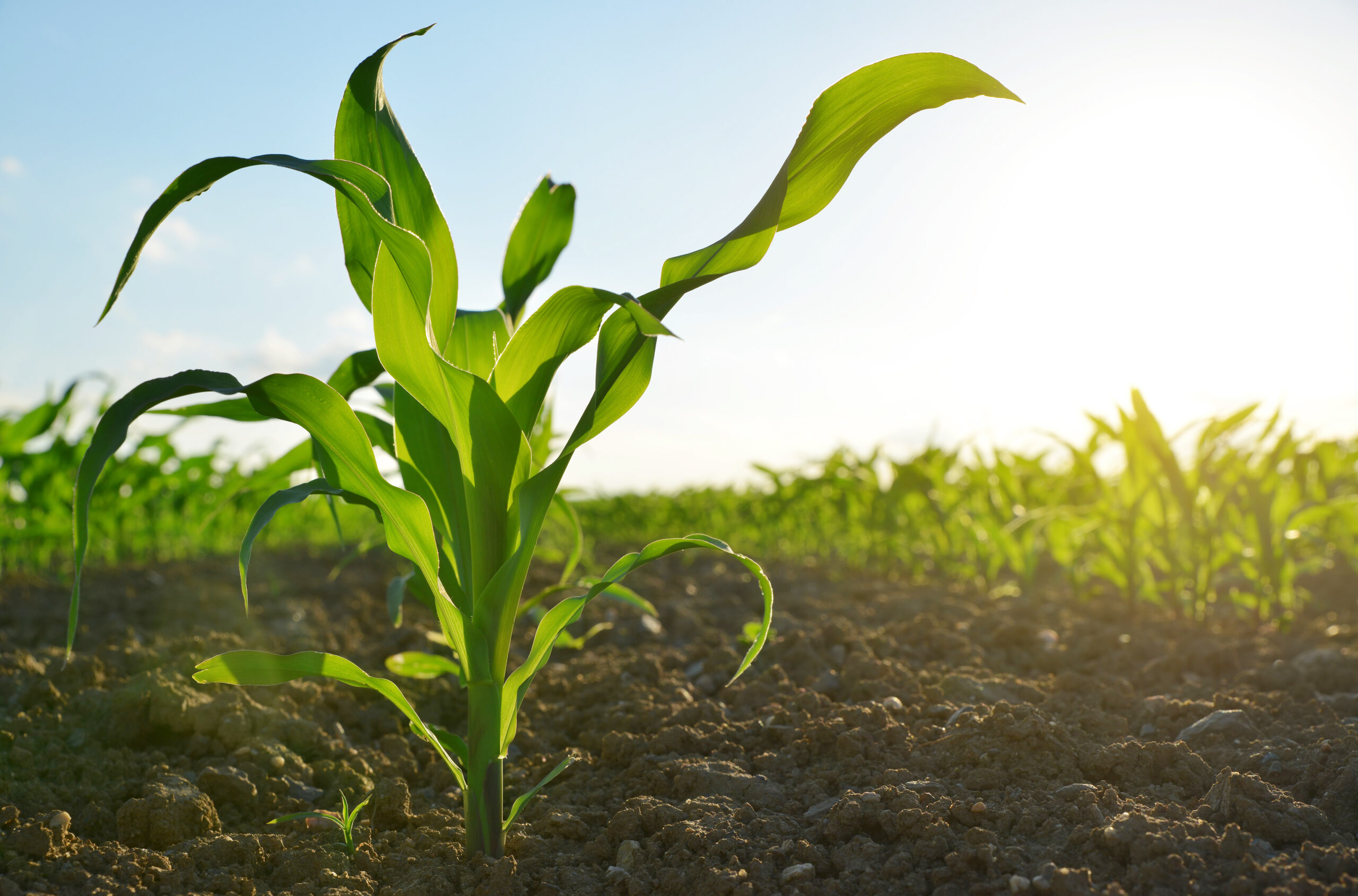 Green corn field in the sunset.