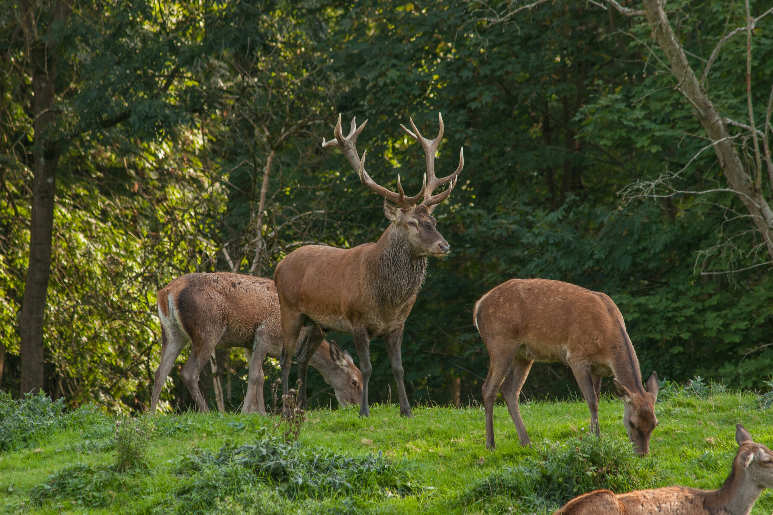 Rothirsche (Cervus elaphus) in der Brunft Jagd